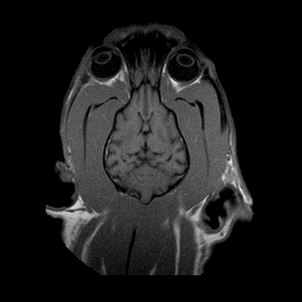 Exame ressonância magnética veterinária
