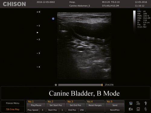 Canine Bladder, B Mode