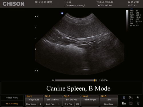 Canine Spleen, B Mode