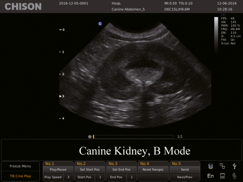 Canine kidney, B Mode-2