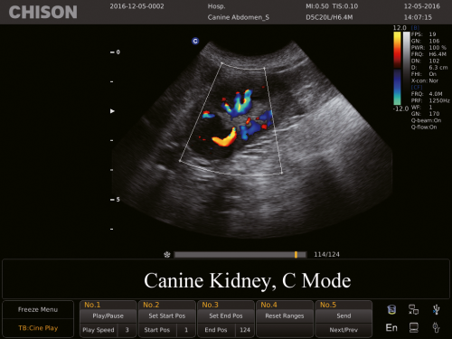 Canine kidney, C Mode-2