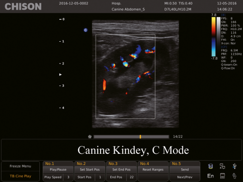 Canine kidney, C Mode